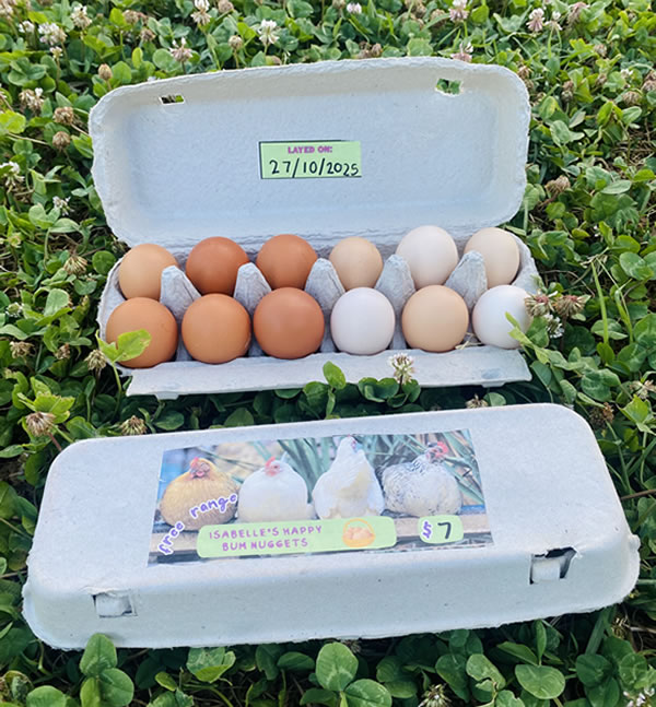 Free Range Eggs